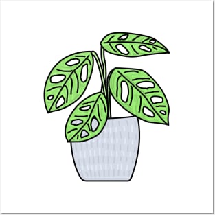 Gatenplant Monstera Obliqua Monkey Leaf Color Posters and Art